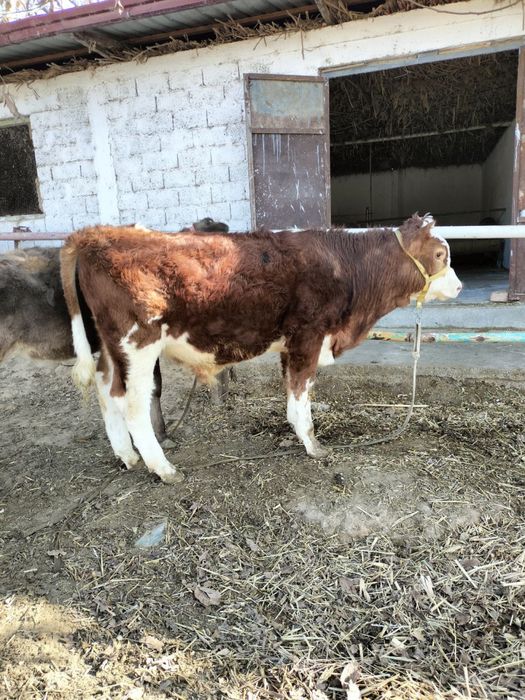 Semental srochna sotiladi