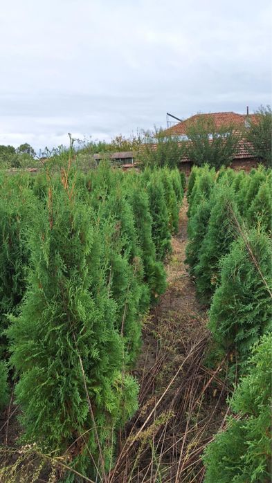 Туя, западна смарагд