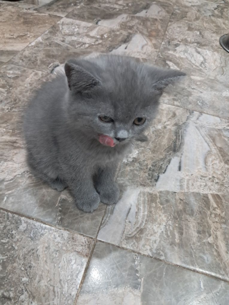 Британски котета