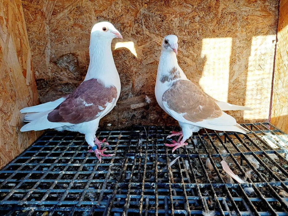 Vand porumbei  voiajori