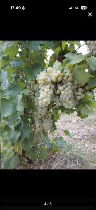 Vand struguri de vin