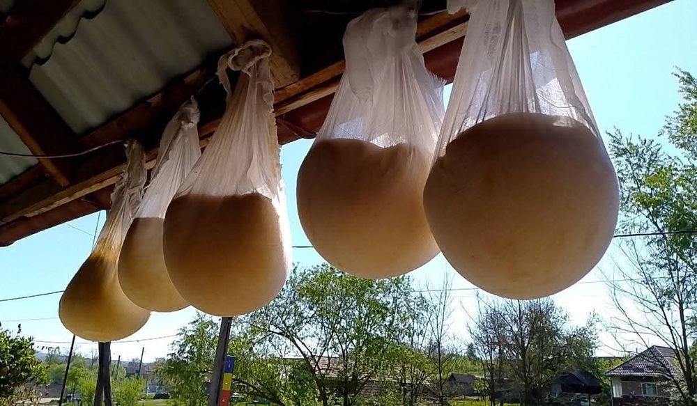 Vând caș de vacă gras și bun.