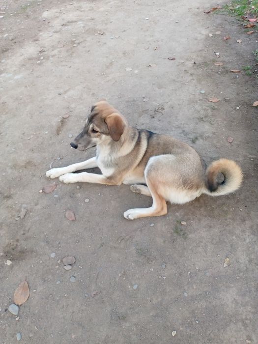 Продам собаку (мальчик ) ему  8 месяц обмен тоже можно