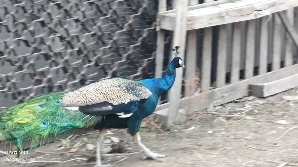 Продается молодой павлин. Хвост отрастает. Находится в п. Амангельды.