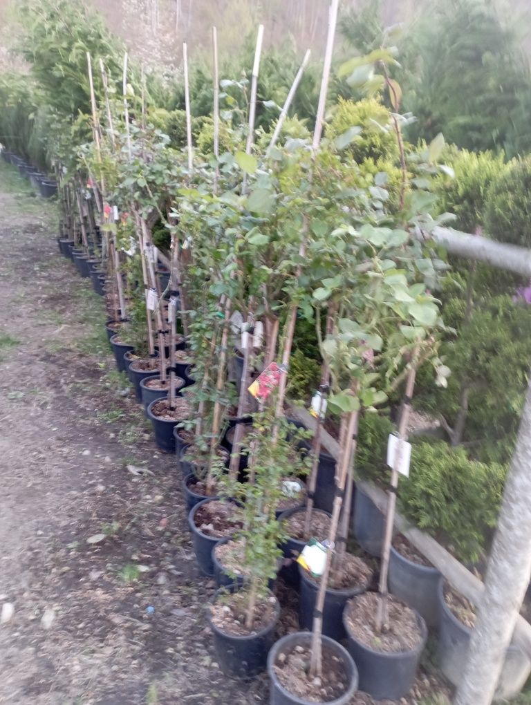 Vindem plante ornamentale aveam o gamă largă de produse transport grat