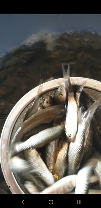 Puiet crap ten fitofag