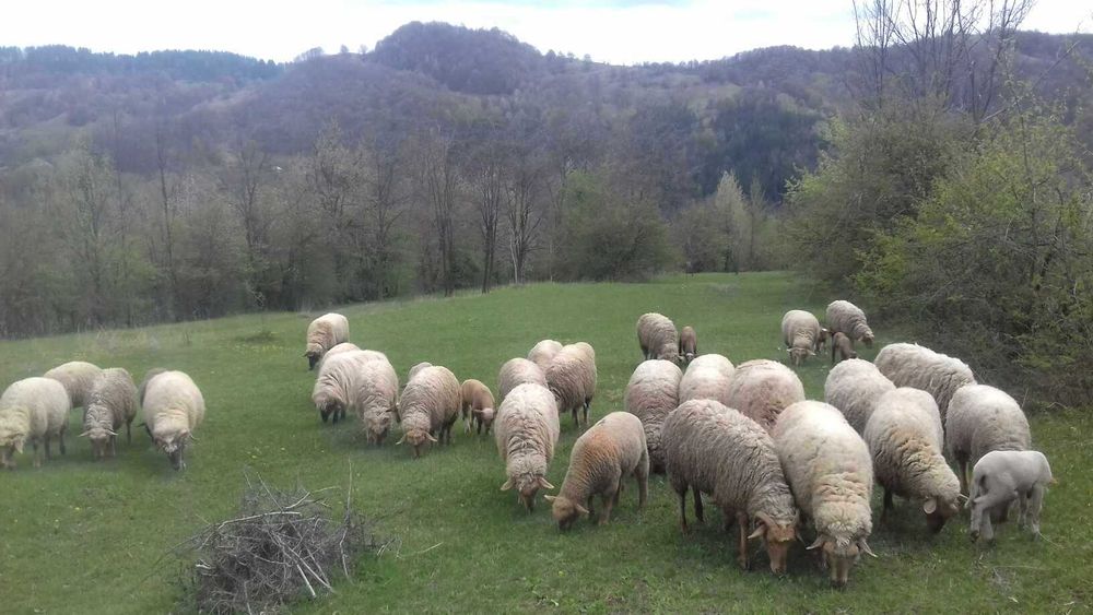 Oi si miei de vânzare 30 bucati