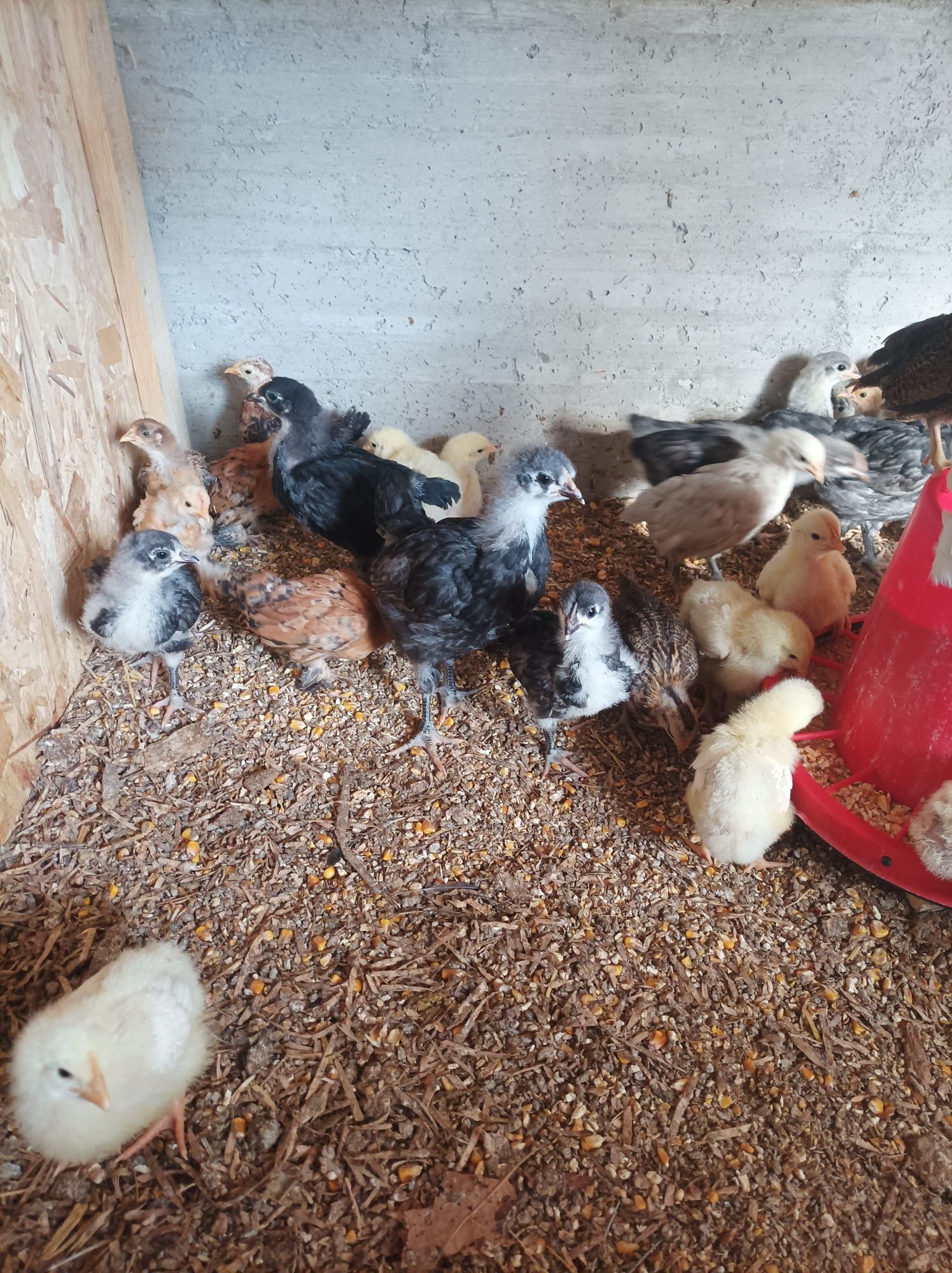 Pui australorp albastru și negru