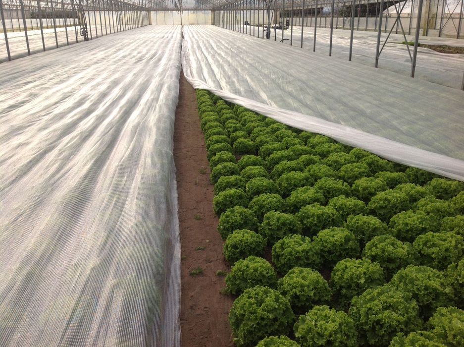 IMPORTAM:Folie Anti-Inghet- Agryl- Microporoasa 19gr-23gr-30g