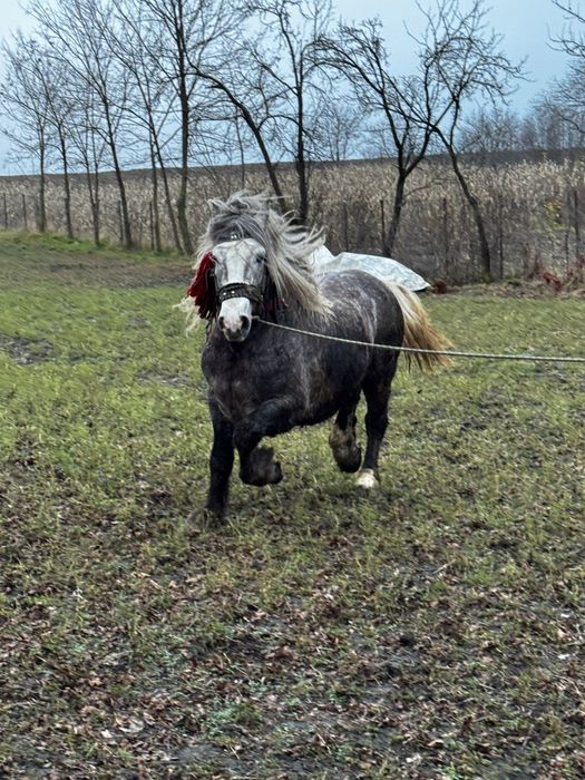 Harmăsar tânăr semigreu