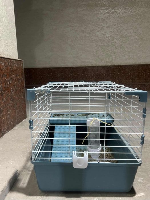 Кролик: карликовый баранчик