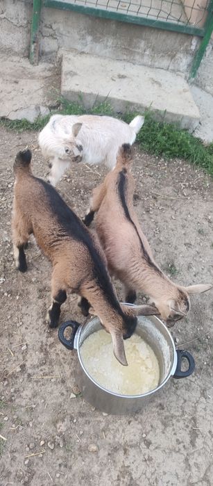 Iezi de doua luni