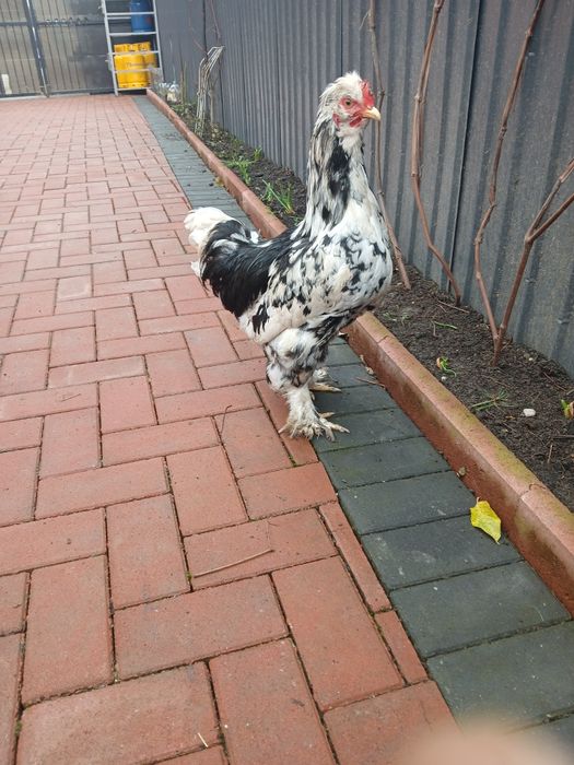 Vand cocoși tineri moțați