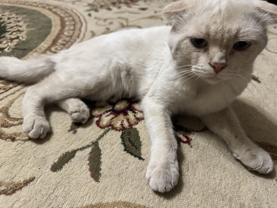 Продается домашняя кошка