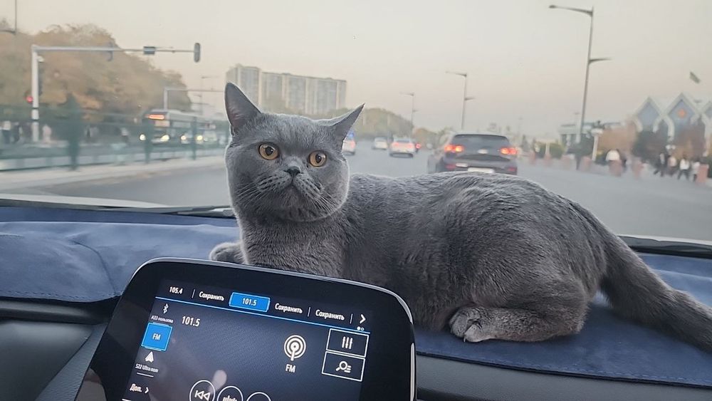 Вязка кота скоттиш страйт!2 года опытный!mushuk juftlashish