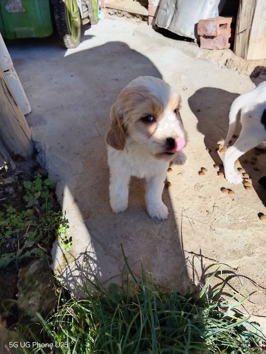 Кокер шпаньол и Лагото