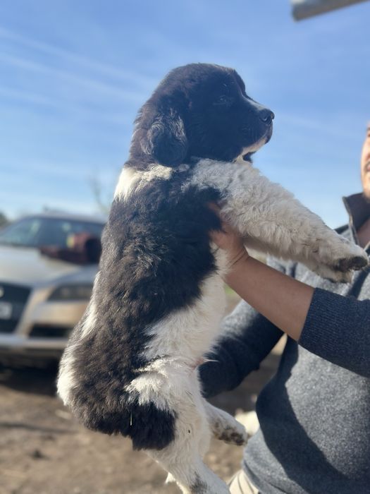 Българско овчарско куче