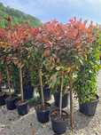 Vand plante ornamentale