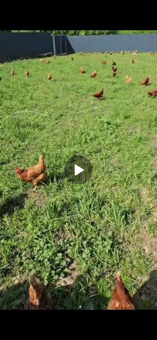 Gaini de casă , 60 ron bucata