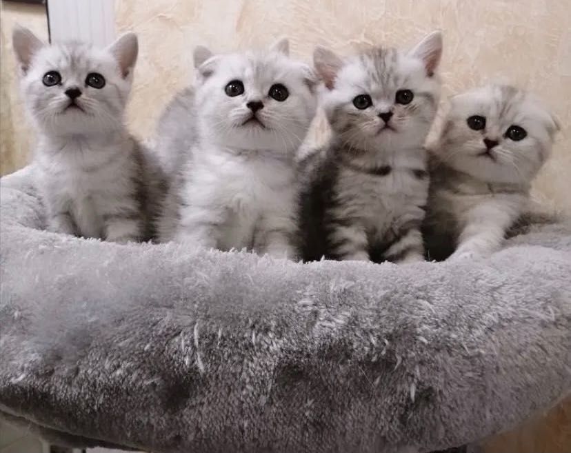 Шотландские котята