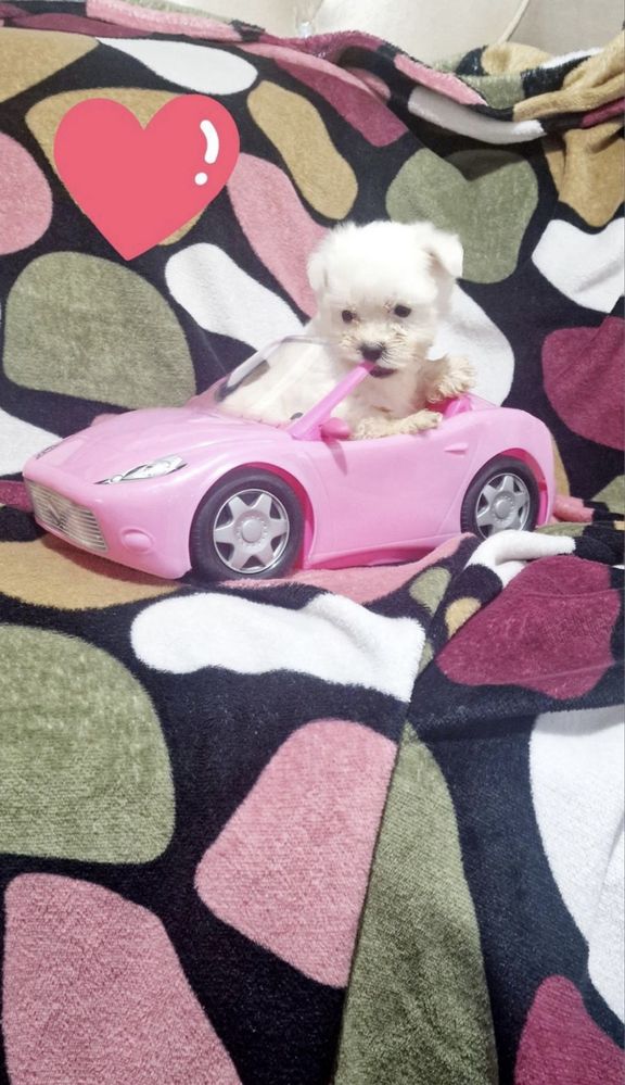 Femela bichon malteze miny toy