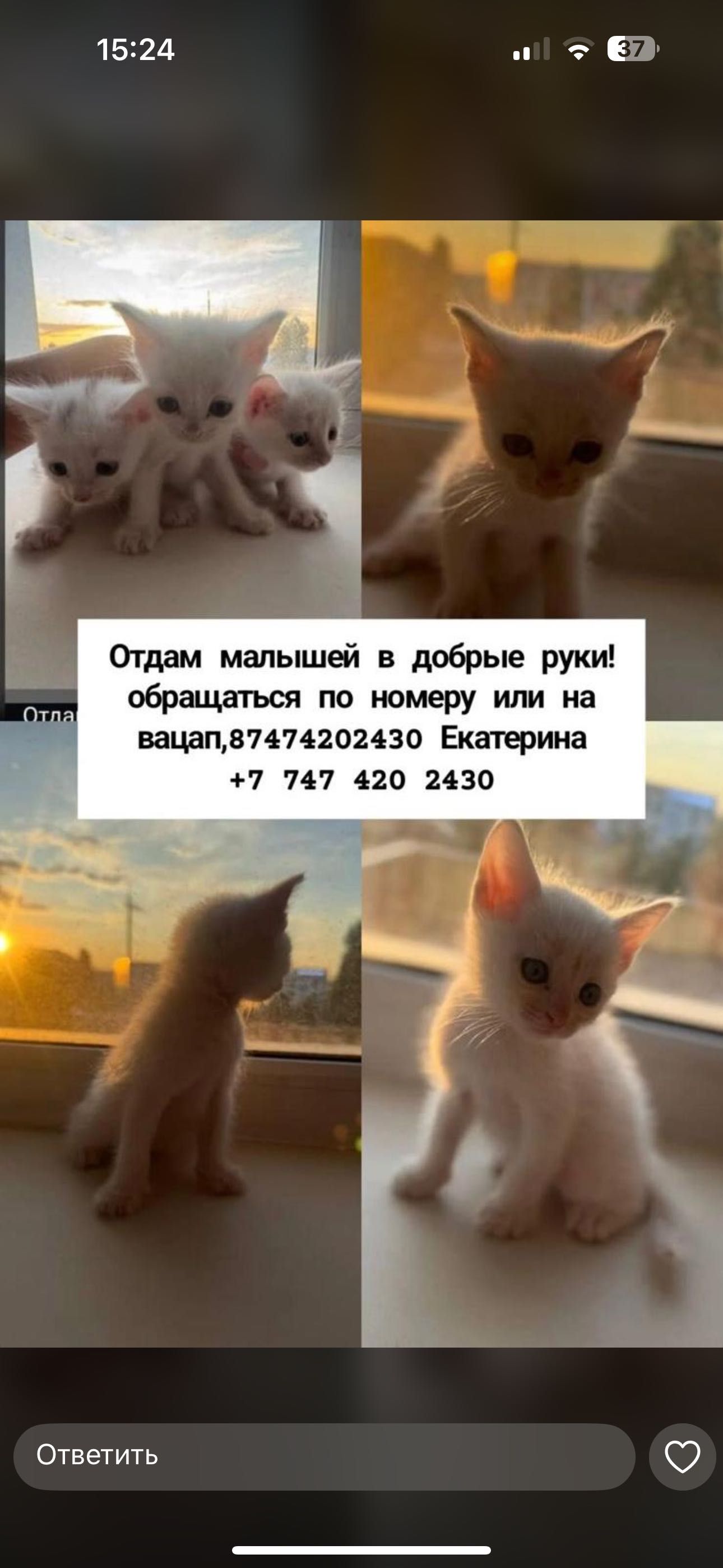 Отдам котят в добрые руки