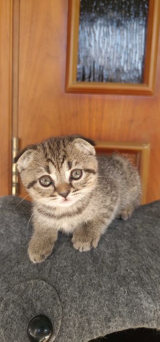 Котята Скотиш страйт и Скотиш фолд