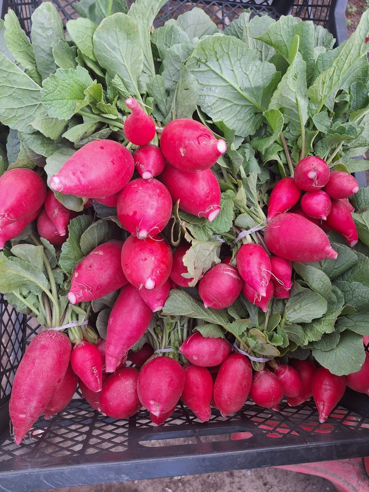 Продам редиску и редьку