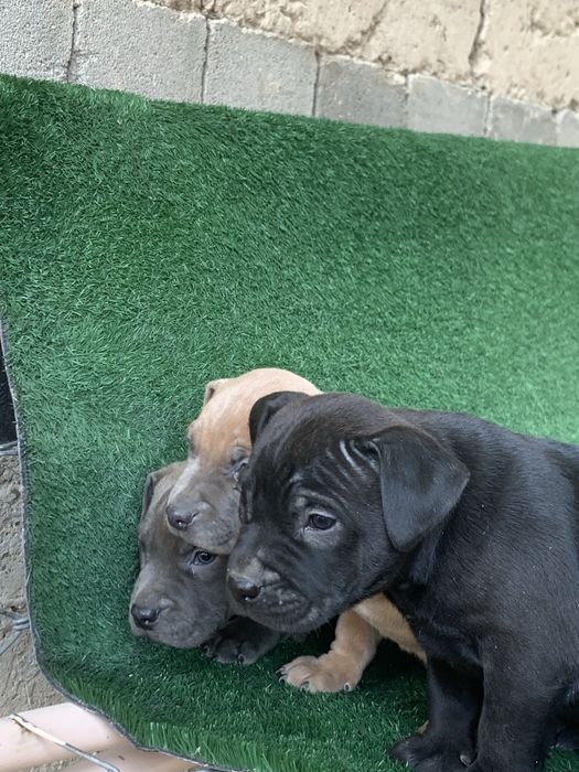 Продается щенки питбультерьера