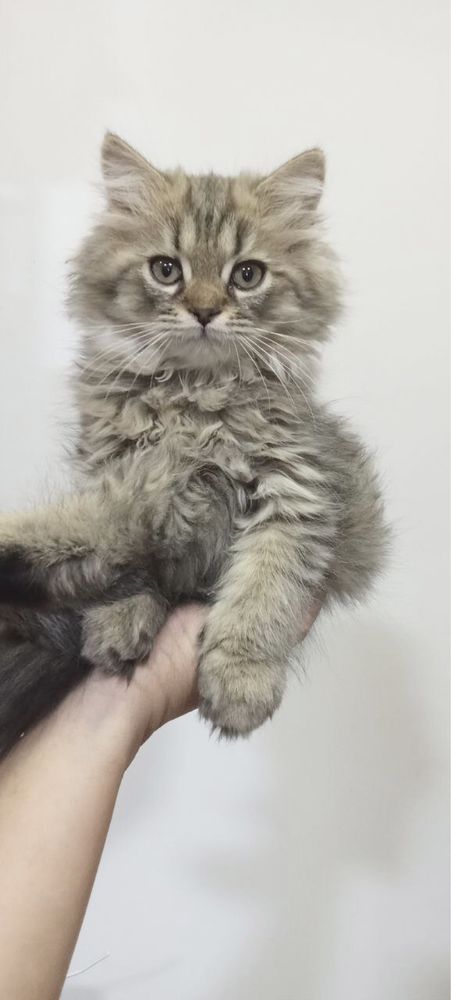 Шиншиллы! Котята!