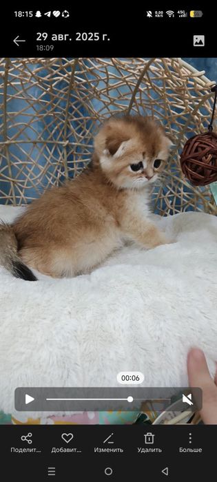 Продаётся чистокровной элитный котёнок скоттиш-фолд