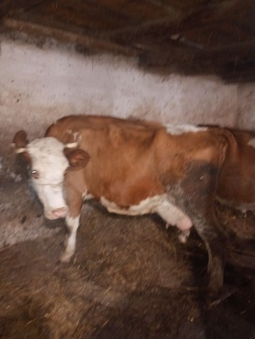 Vaci și vitei  de vânzare