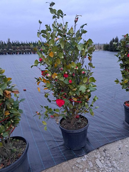 Tuia leylandi chiparos 1m-2,5m