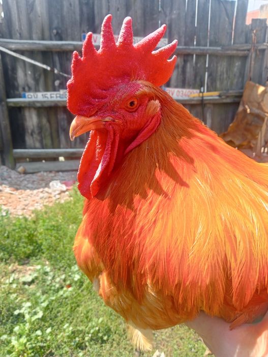 Cocoș New Hampshire