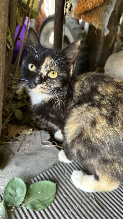Котята девочки 2 месяца