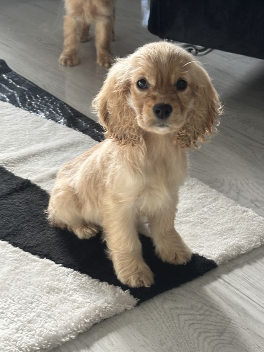 Cocker Spaniel – 2 luni, 2 vaccinuri, 2 deparazitări