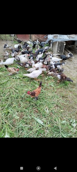 Vând rațe mute leșești