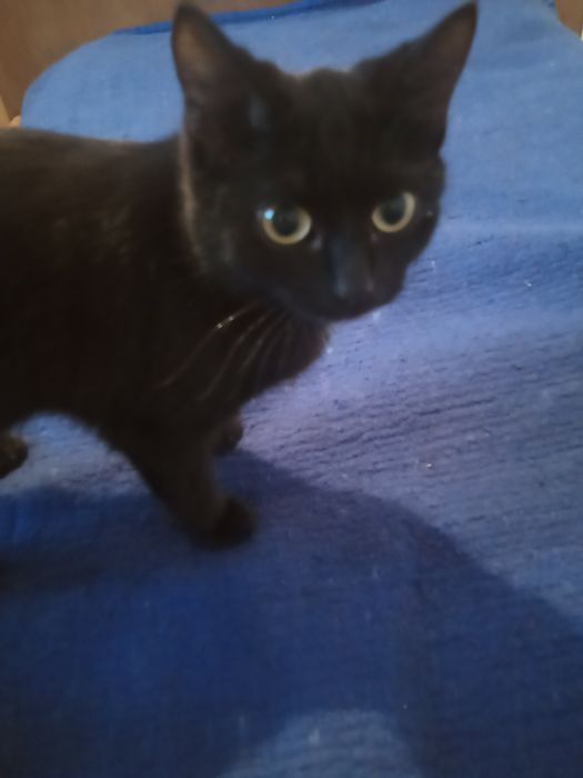 Отдам бесплатно в добрые руки