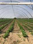 Продавам земеделско стопанство с прилежащи земи, оранжерии и техника