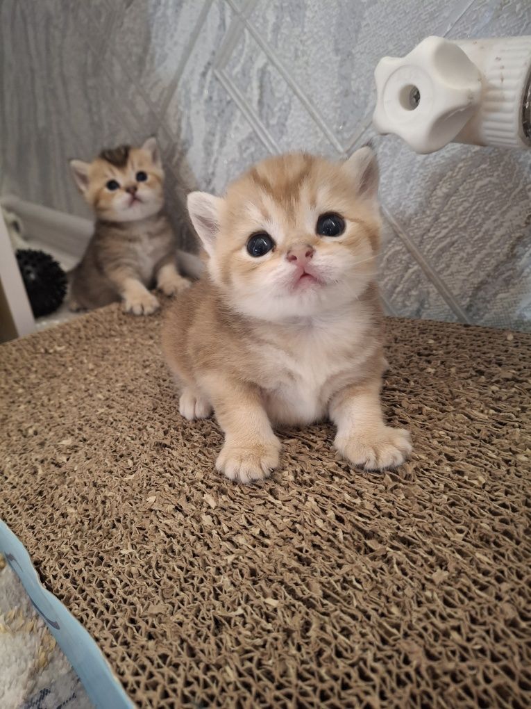 Золотой шиншилла котята