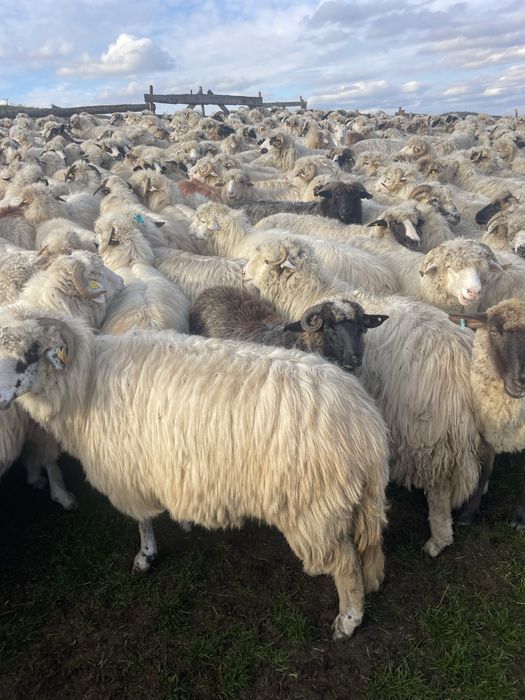 Oi de vanzare..bune..