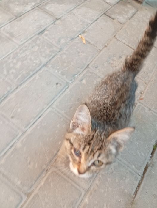 Спасённый котенок ищет дом