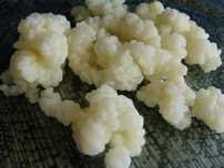 Ciupercă de kefir de lapte