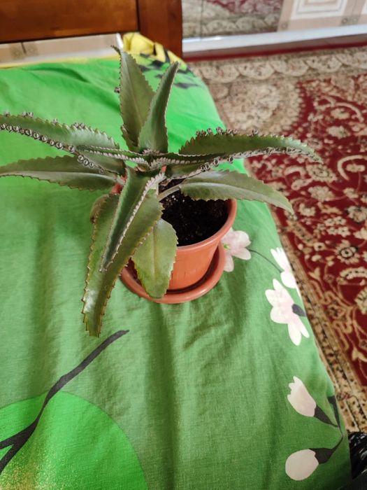 Продам растение Каланхоэ