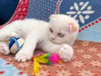 Motănel superb cu ochi albaștri, Scottish Fold excepțional, Pedigree