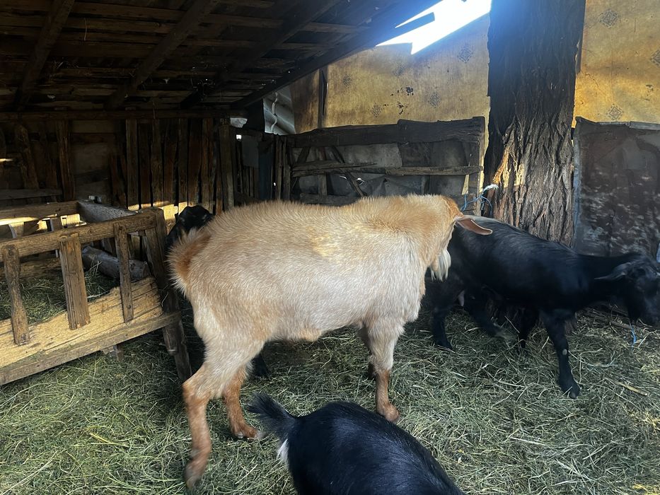Tap anglo de vanzare