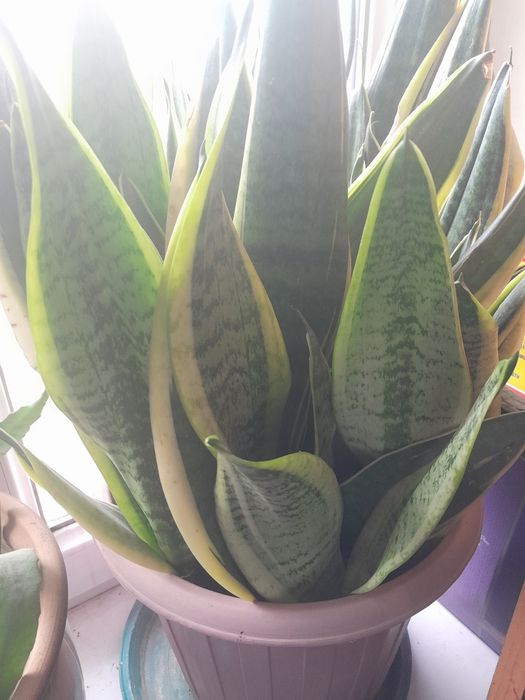 Тещин язык с горшком