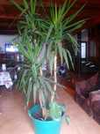 Vand Yucca, 3.20 m, trei brate