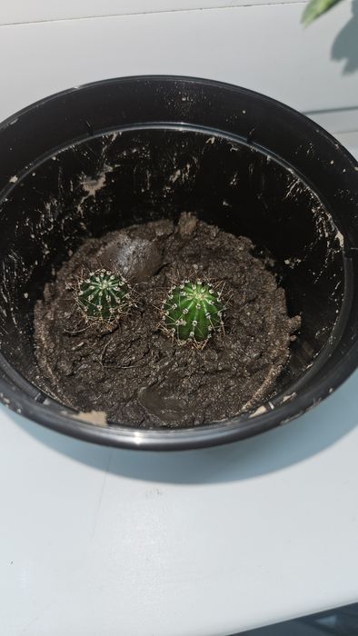 Эхинопсис. Продаю тока маленькие