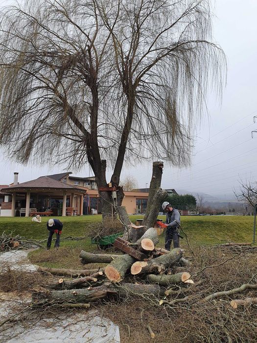 Toaletare, taiere, doborat copaci, arbori sau pomi